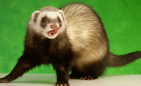 ferret