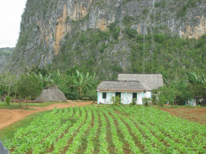 cubanfarm