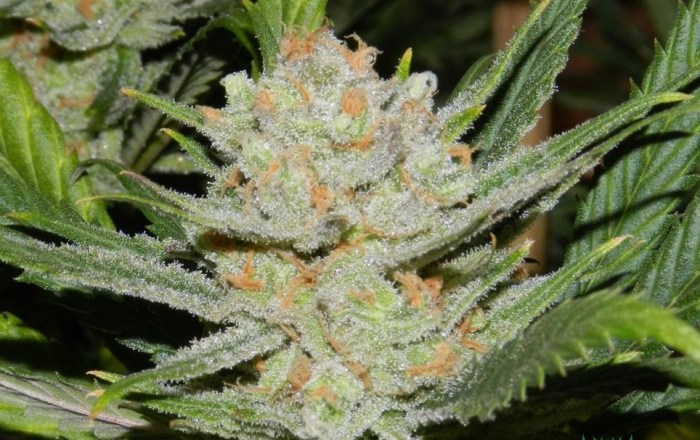 auto-lemon-haze-weed1